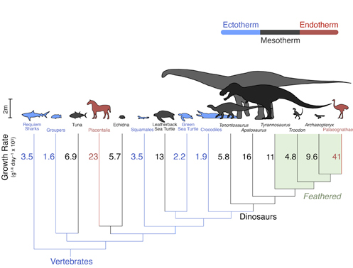 Quantitative analysis suggests the Dinosauria were mesotherms.