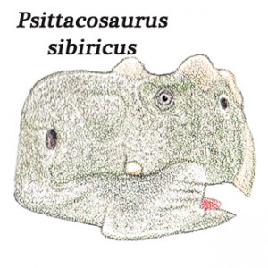 An illustration of the skull of P.sibiricus.