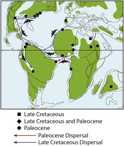 Dispersal and resulting distribution of dyrosaurid crocodiles.