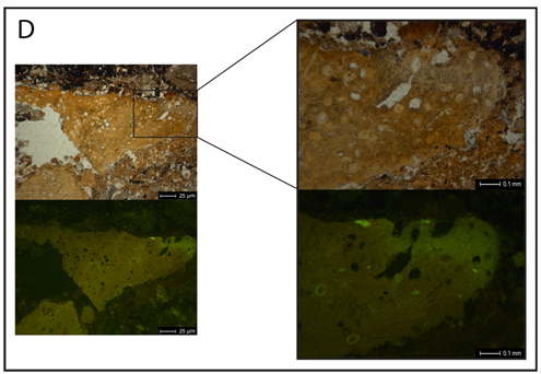 Microphotographs of a slightly burned coprolite of putative human origin identified in El Salt (Neanderthal camp site).