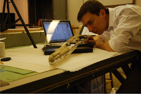Dr. Daniel Ksepka studies the skull of Pelagornis sandersi, World’s Largest-Ever Flying Bird.