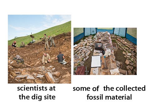 A vast amount of fossil material was collected.