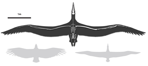 Line drawing of World’s Largest-Ever Flying Bird, Pelagornis sandersi, showing comparative wingspan. Shown left, a California Condor, shown right, a Royal Albatross.