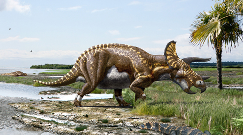 Triceratops was one of the last dinosaurs to evolve.