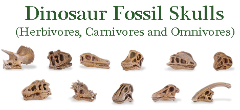 The set features 11 different types of dinosaur skull.