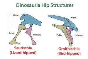Classifying dinosaurs by the shape of their hip bones.