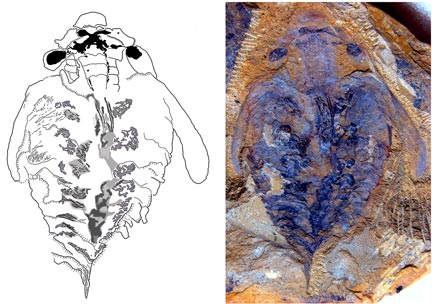 This photograph and corresponding drawing show the flattened, fossilized trace of the brain of the world's earliest known predator; the X-like structure in the head denotes the fossilised brain. 