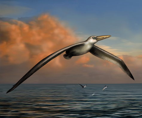 Giant pseudo-toothed sea bird.