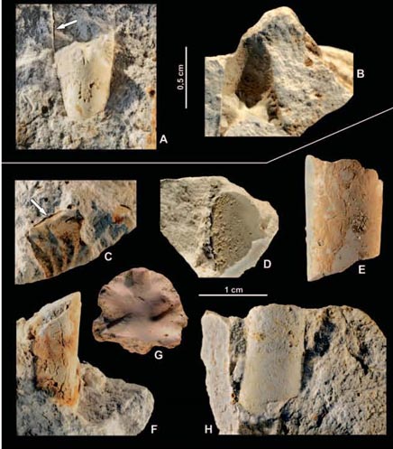 Fragmentary fossils indicate survival of some species into the Palaeocene Epoch.