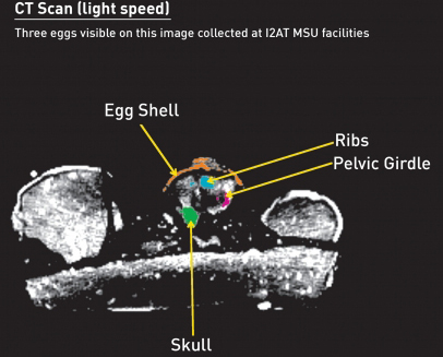 A labelled CT scan showing dinosaur embryo fossils.