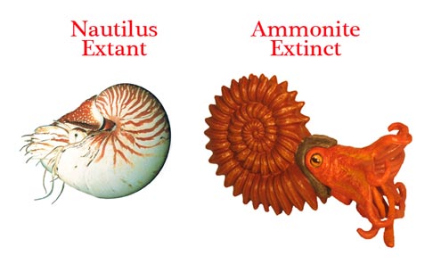 Similar creatures but only the Nautilus is around today.