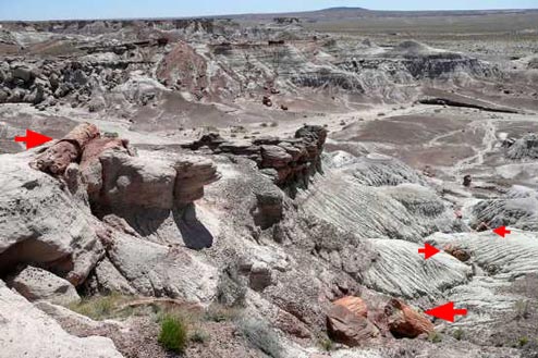 The red arrows indicate petrified wood.