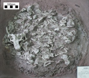 Is this evidence of a dinosaur creche with a baby sitter?