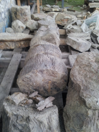 Giant Lycopsid fossils found