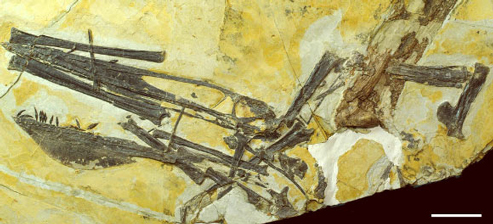 Ikrandraco Pterosaur fossil 