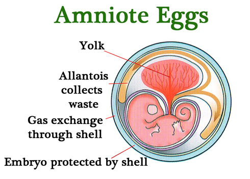 The growing embryo is protected by a semi-permeable egg shell.
