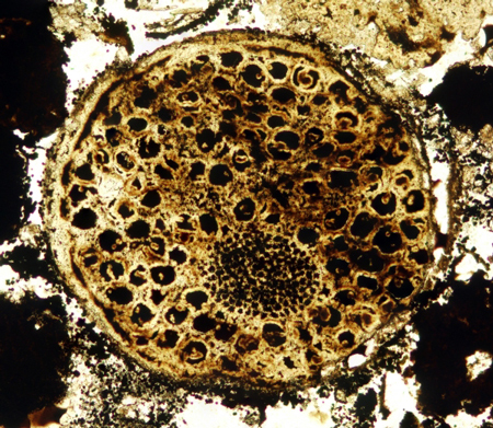 Evidence of multicellular structures in 600 million year old rocks.