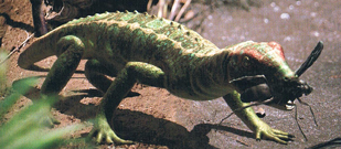 Petrolacosaurus kansensis