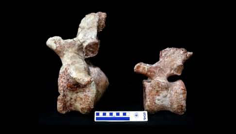 A number of caudal vertebrae including several articulated vertebrae have been found.