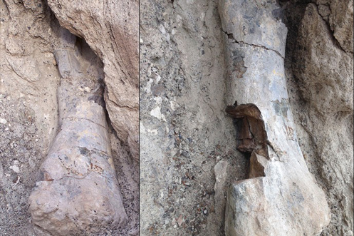 Two photographs showing the fossil before and after the theft.