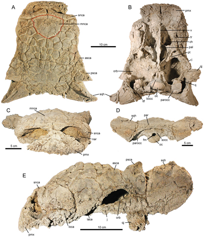 Views of the skull fossil material of Ziapelta.