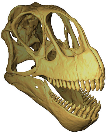Camarasaurus was probably the most common Sauropod living in the western United States during the Late Jurassic.