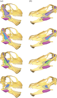Analysis of fossil bone helped the researchers determine the size and location of jaw muscles.