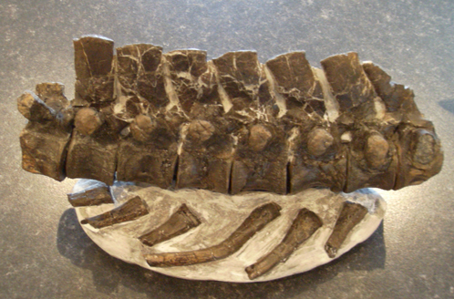A row of 8 Plesiosaur vertebrae with associated ribs fragments.