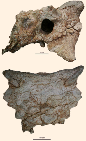Left lateral view (top) and dorsal view (bottom).  Scale bars = 10cm