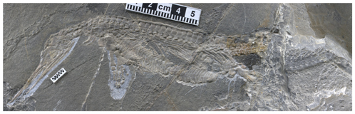 The holotype material for E. brevicollis.