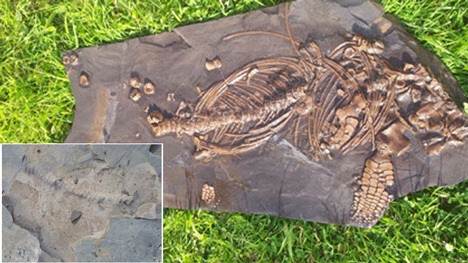 Ichthyosaur fossils from this part of South Wales are rare.