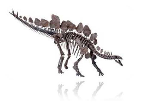 The preserved skeleton of "Sophie" the Stegosaurus.
