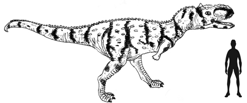 Scale drawing of Rajasaurus.