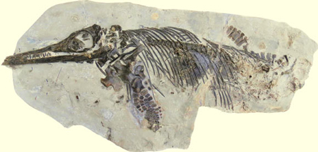 A new species of Ichthyosaurus.