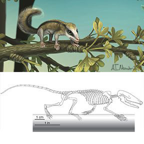 Early arboreal mammal from north-eastern China.
