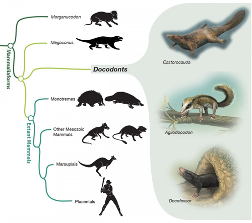 Examining the phylogeny of early mammaliaforms