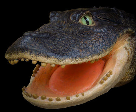 New species of ancient Peruvian crocodile.