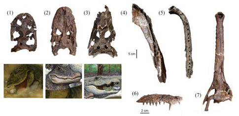A hyperdiversity of Crocodylians.