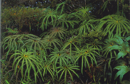 Tropical ferns in the forest.