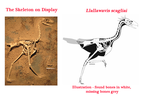 The most complete "Terror Bird" fossil found to date.