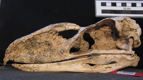 Llallawavis fossil skull.