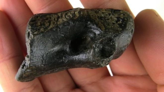 A rare fossil find indeed - the first of its kind for nearly 140 years.