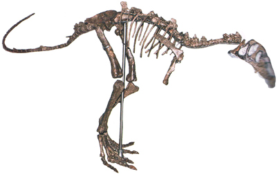 Eustreptospondylus dinosaur skeleton exhibit.
