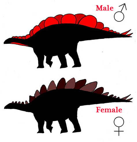 Females may have had reduced plates that were more spiky.