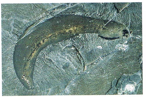 An Ottoia fossil from the famous Burgess Shale.