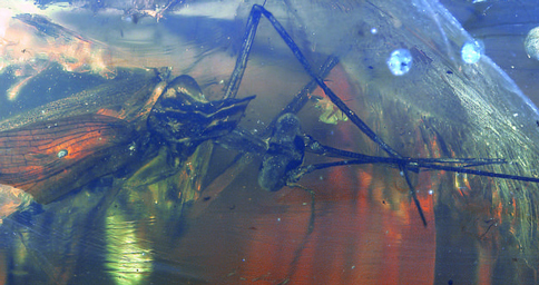 Preserved in amber.  The delicate wings, long neck, large eyes and modified mouthparts can be clearly made out in this dorsal view (top down) of the specimen.