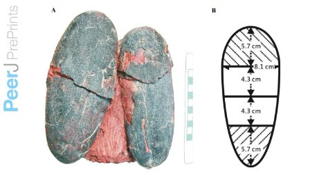 Oviraptors may have laid camouflaged eggs.