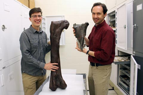 Dr. Christian Sidor (right), Burke Museum curator of vertebrate paleontology, and Brandon Peecook (left), University of Washington graduate student, show the size and placement of the fossil fragment compared to the cast of a Daspletosaurus femur.  