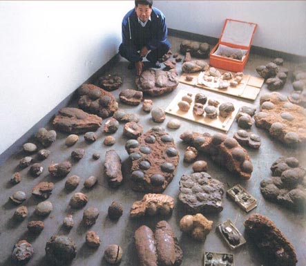 Confiscated dinosaur eggs taken from smugglers by Chinese customs.