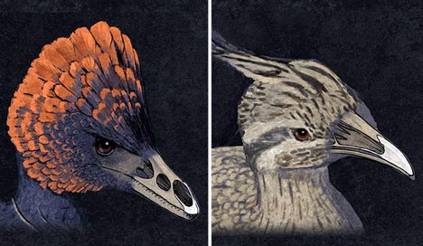 From the Dinosauria (left) to the beaks of modern Aves (right).